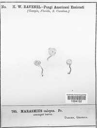 Marasmiellus vaillantii image